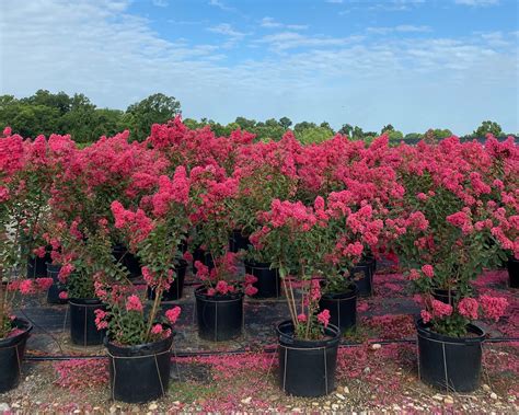 Crape Myrtles | Creekside Nursery