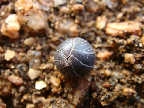 "Jagged Little Pill-Bug" - Leveridge Landscape Design
