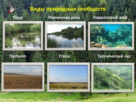 Понятие о природном сообществе (5 класс) - презентация онлайн