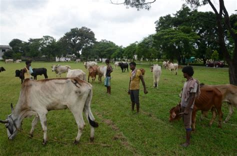 Two Muslim Youths Transporting Cattle Lynched By Angry Mob In Bengal ...