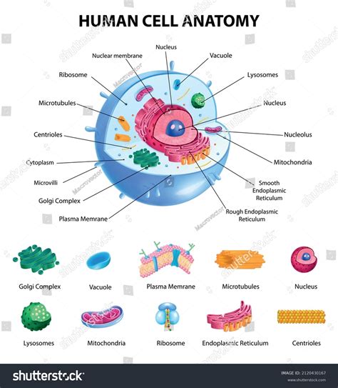 Basic Human Cell Structure 的图像结果