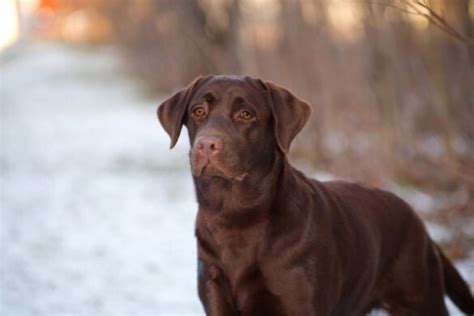 Image result for Labrador Retrievers Good Guarding Dogs