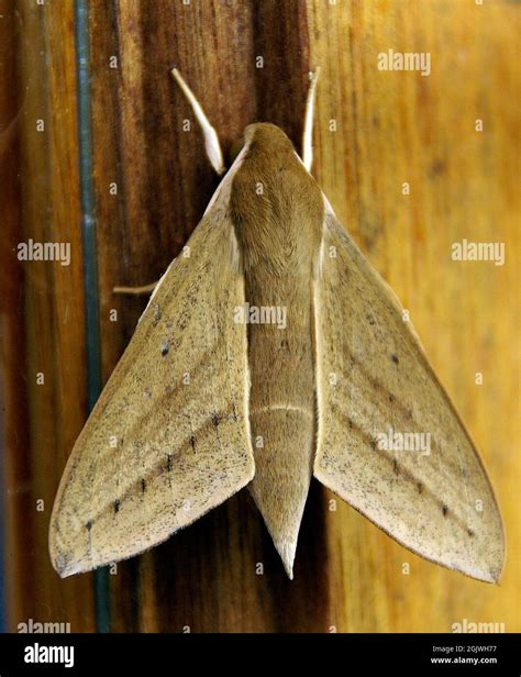 Hawk mountain line hi-res stock photography and images - Alamy