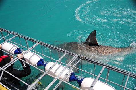 Best Great Shark Cage Diving Shots | Shark Cage Diving with Great White ...