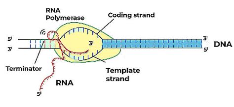 Transcription, Genetic Code and Translation - Biology Class 12 - NEET ...