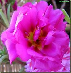 piante grasse fiori fucsia portulaca grandiflora foto fiori piante grasse fiori fucsia portulaca grandiflora foto fiori