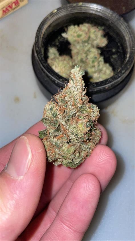 Death Star (Sensi star x Sour diesel) homegrown in living soil ...