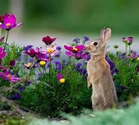Image result for Pic of Spring Flowers and Bunnies