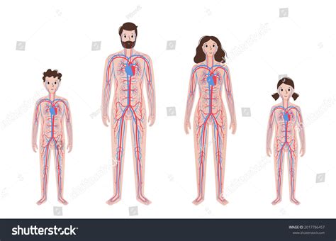Circulate 的图像结果