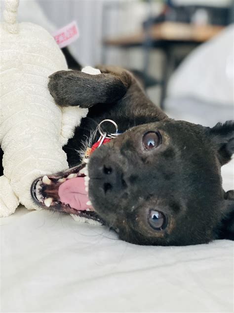 Chug: Dog Breed Characteristics and Care