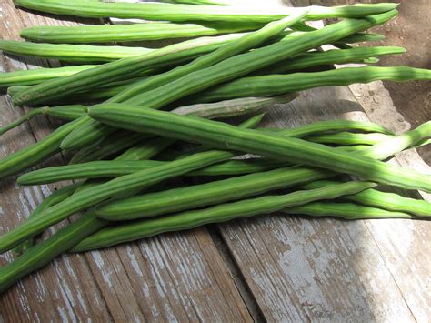 What is Moringa. Uses and Benefits of Moringa in Human Health