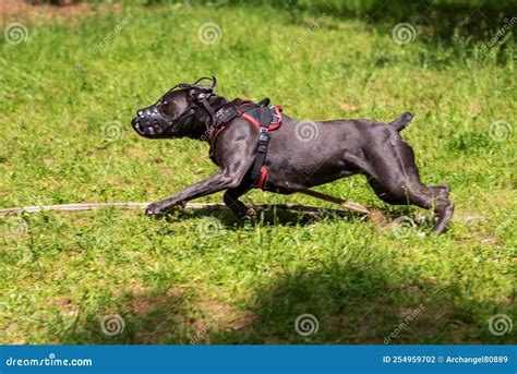 Cane Corso Attacks