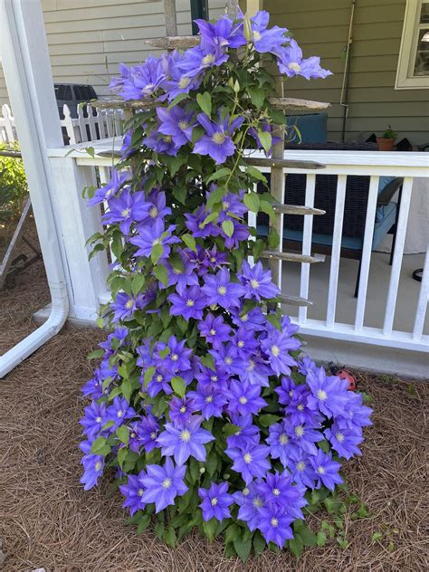 Best Clematis Plants Take Your Garden To New Heights With Clematis