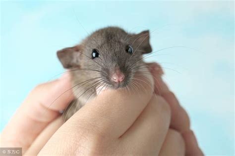 老鼠卵巢颗粒细胞成功培育小鼠 这方法人类也能用上?_荔枝网新闻