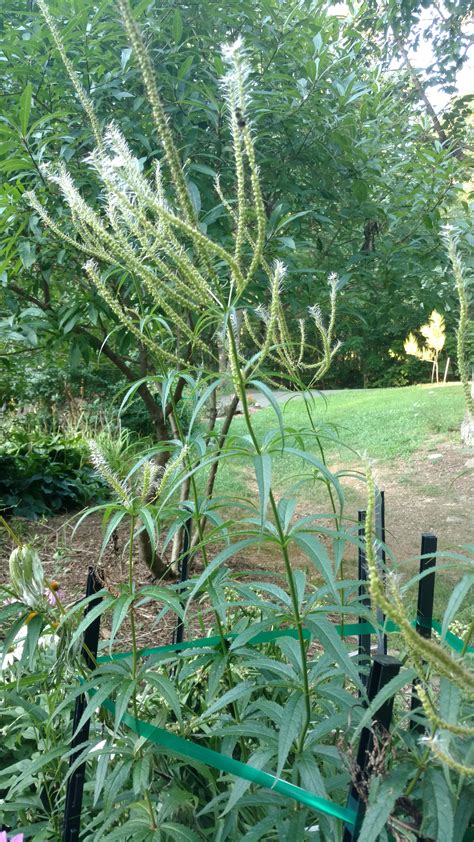 a native VA plant - Lifted Up