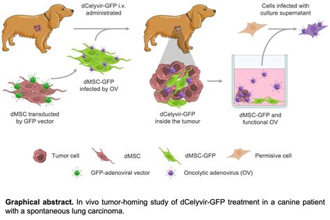 Is There A Canine Immunodeficiency Virus