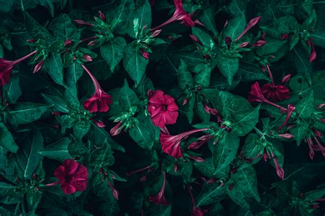 Flower Texture Photos, Download The BEST Free Flower Texture Stock ...