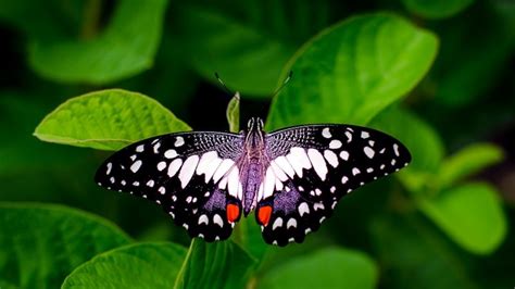 Chincholi Wildlife Sanctuary: A Unique Terrestrial Reserve