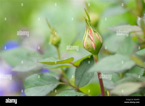 Image result for Rosebud Side View