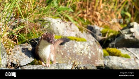 Stoat hunting hi-res stock photography and images - Alamy