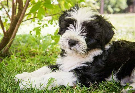 Tibetan Terrier