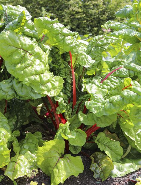 Red Chard Health Benefits