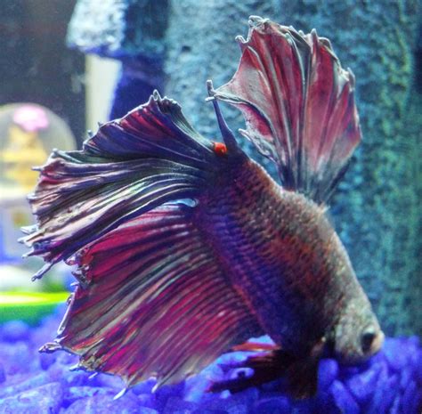 behavior - Betta fish with bump on his tail - Pets Stack Exchange