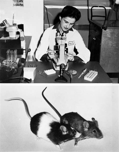 Transgenic Animals Mice