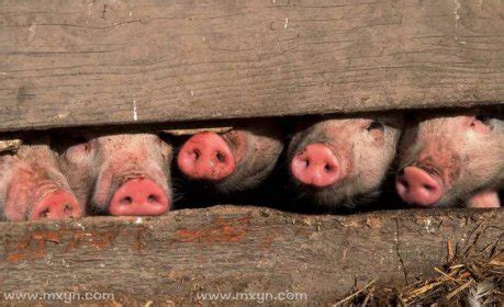 猪圈里小猪肖像的浅景深。养猪场。动物农场里的一群猪。照片摄影图片_ID:315494197-Veer图库