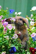 Image result for Bunny Smelling Flowers