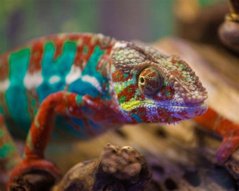 Chameleon Enclosure Setup Guide