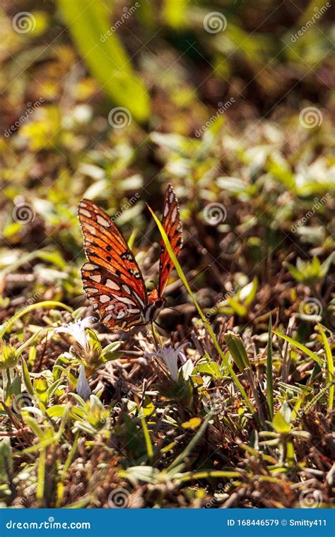 Gulf Fritillary Butterfly Agraulis Vanillae Linnaeus Stock Image - Image of wildlife, agraulis ...