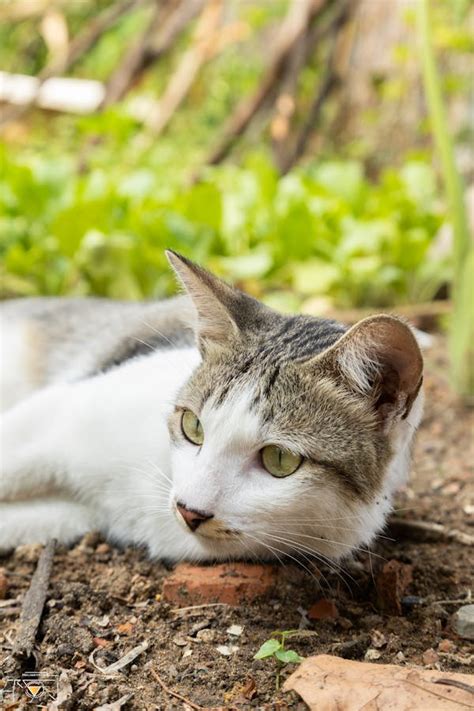 Image result for Adjusting Display