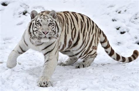 Snow Tiger Hd