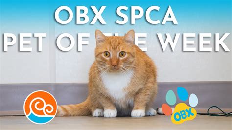Meet the Outer Banks SPCA Pet of the Week Tigger | Island Free Press