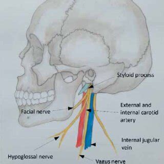 Image result for Functionality of the Styloid Process of Temporal Lobe