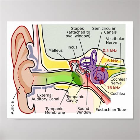 Human Ear Cochlear Frequency Mapping Diagram Post Poster | Zazzle ...