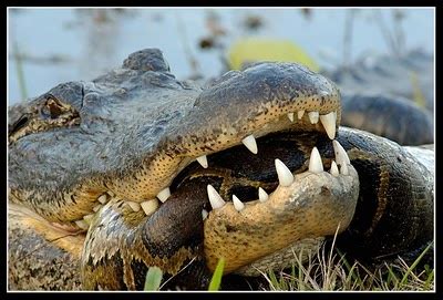 Image result for Florida Python vs Gator