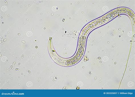 Soil Switcher Nematode, Microorganism And Soil Biology, With Nematodes And Fungi Under The ...