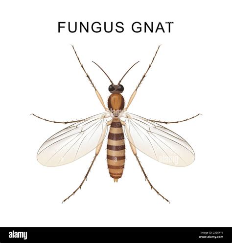 Fungus gnat Cut Out Stock Images & Pictures - Alamy