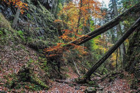 Pre-history of European forest