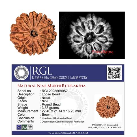 ShivaRatna 9 Mukhi Rudraksha – Certified Nepali Bead, Well-Formed and