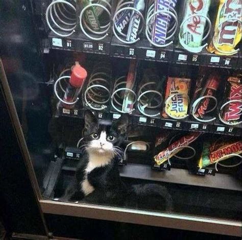 Vending Machine Disasters 的图像结果