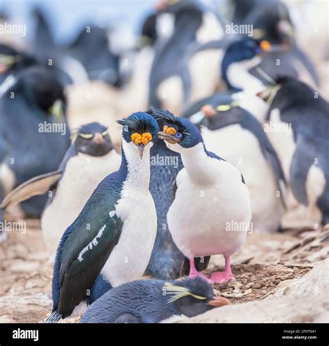 Imperial shags hi-res stock photography and images - Alamy