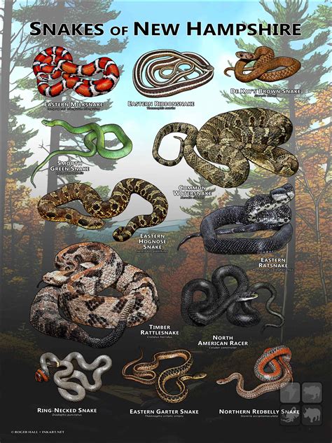 Snakes of New Hampshire Poster Print