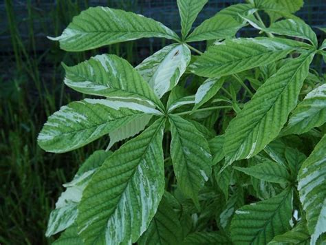 Aesculus turbinata 'Marble Chip' - Marble Chip Japanese horse-chestnut ...