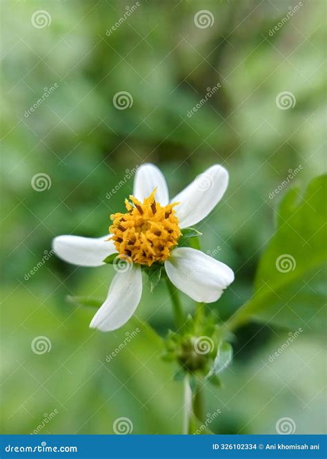 Biden Alba Atau Spanish Needle, Nama Ilmiah Bidens Pilosa L. Stock ...