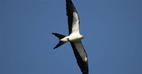 American Swallow-tailed Kite (Elanoides forficatus) | U.S. Fish ...