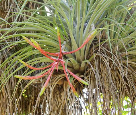 Air Plant Varieties: What Are Different Types Of Air Plants | Gardening ...