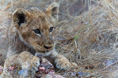 Image result for Python Eating Lion